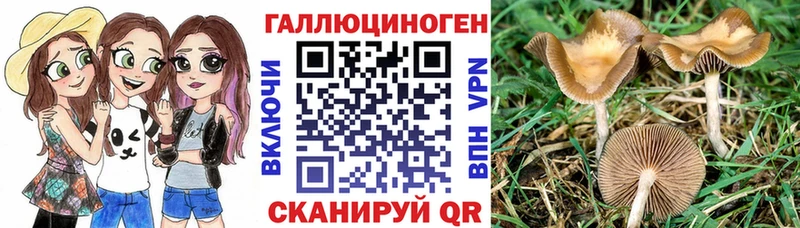 Галлюциногенные грибы Psilocybe  Купить закладки  Лагань 